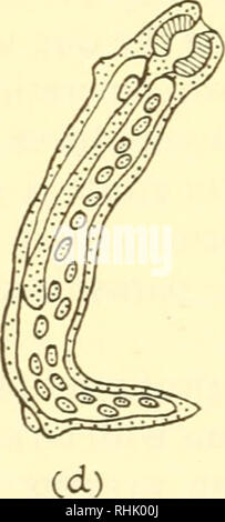 . Die Biologie der Meerestiere. Marine Tiere; Physiologie, Vergleichende. . Bitte beachten Sie, dass diese Bilder sind von der gescannten Seite Bilder, die digital für die Lesbarkeit verbessert haben mögen - Färbung und Aussehen dieser Abbildungen können nicht perfekt dem Original ähneln. extrahiert. Nicol, J. A. Colin (Joseph Arthur Colin), 1915. New York, Interscience Publishers Stockfoto