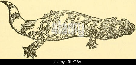 . Biologie der Wirbeltiere: eine vergleichende Studie des Menschen und seine tierischen Verbündeten. Wirbeltiere; Wirbeltiere -- Anatomie; Anatomie, Vergleichende. Abb. 43. Der "gehörnte Kröte", Phrynosoma, der Wüste Region Südwesten der Vereinigten Staaten. Es ist nicht eine "Kröte", sondern eine Eidechse. (Von Hegner, College Zoologie, Copyright 1942, von Permis-sion Der Macmillan Unternehmen, Verlage. Nach Gadovv.). Abb. 44. "Gila monster", Heloderma, dem einzig bekannten giftigen Echse. Von ca. 110 Arten, die in den Vereinigten Staaten weniger als 20 ven-omous. Die gefährlichsten dieser, so weit wie m Stockfoto