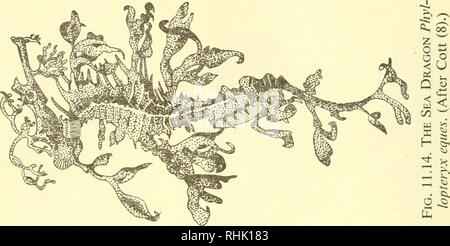 . Die Biologie der Meerestiere. Marine Tiere; Physiologie, Vergleichende. . Bitte beachten Sie, dass diese Bilder sind von der gescannten Seite Bilder, die digital für die Lesbarkeit verbessert haben mögen - Färbung und Aussehen dieser Abbildungen können nicht perfekt dem Original ähneln. extrahiert. Nicol, J. A. Colin (Joseph Arthur Colin), 1915. New York, Interscience Publishers Stockfoto