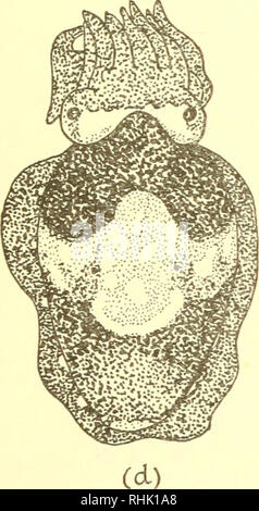 . Die Biologie der Meerestiere. Marine Tiere; Physiologie, Vergleichende. . Bitte beachten Sie, dass diese Bilder sind von der gescannten Seite Bilder, die digital für die Lesbarkeit verbessert haben mögen - Färbung und Aussehen dieser Abbildungen können nicht perfekt dem Original ähneln. extrahiert. Nicol, J. A. Colin (Joseph Arthur Colin), 1915. New York, Interscience Publishers Stockfoto