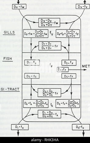 . Biosorption, Bioakkumulation und food chain Transfer von organischen Chemikalien: Bericht von F.A.P.C. Gobas und D. Mackay. Bioakkumulation; Wasser. 96 GILL WASSERZUFLUSS GILL Wasser auslaufen. Stoffwechsel ESSEN VERSCHLUCKEN fäkale Ausscheidung Abbildung 5.5 Detaillierte schematische Darstellung des chemischen Flüsse in und zwischen den Gill Fach, die Gl-Fläche, und der Fisch.. Bitte beachten Sie, dass diese Bilder sind von der gescannten Seite Bilder, die digital für die Lesbarkeit verbessert haben mögen - Färbung und Aussehen dieser Abbildungen können nicht perfekt dem Original ähneln. extrahiert. Gobas, F.A.P Stockfoto