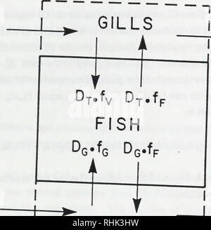 . Biosorption, Bioakkumulation und food chain Transfer von organischen Chemikalien: Bericht von F.A.P.C. Gobas und D. Mackay. Bioakkumulation; Wasser. 92. Dv. f VI w D, f l" "A. L Gl-Trakt -? Dv. f VI V^^ Dn. f0 "TG Abbildung 5.4: Schematische Darstellung des chemischen Flüsse in und zwischen dem Töten Fahrgastraum, Gl-Fläche. und der Fisch.. Bitte beachten Sie, dass diese Bilder sind von der gescannten Seite Bilder, die digital für die Lesbarkeit verbessert haben mögen - Färbung und Aussehen dieser Abbildungen können nicht perfekt dem Original ähneln. extrahiert. Gobas, F. A. S. C; Mackay, D.: Toronto Ontario M Stockfoto
