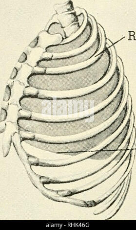 . Biologie und Mann. Biologie; Menschen. Rippen angehoben abgesenkt Membran abgesenkt. Bitte beachten Sie, dass diese Bilder sind von der gescannten Seite Bilder, die digital für die Lesbarkeit verbessert haben mögen - Färbung und Aussehen dieser Abbildungen können nicht perfekt dem Original ähneln. extrahiert. Grünberg, Benjamin C. (Benjamin Charles), 1875-1965; Bingham, N. Eldred (Nelson Eldred), 1901 -. Boston, New York, [etc. ] Ginn und Unternehmen Stockfoto