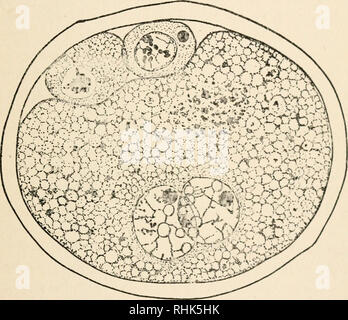 . Die Biologie der Zwillinge (Säugetiere). Zwillinge. TWINNING IN DASYPUS NOVEMCINCTUS 37 Mehrheit der Eutherian Säugetiere. Ich bin stark geneigt zu sagen, dass, wenn die Spaltung ist bekannt es beweisen viel Hke die Dasyurus. Diese Prognose beruht auf zwei Umständen: erstens, dass die Geschichte der Eizellen von dasyurus und der Dasypus sind gleich soweit wir können Sie verfolgen, und dass Letztere ist im Gegensatz zu. Abb. 7.- ein befruchtetes Ei armadillo mit zwei Polkörperchen und die männlichen und weiblichen Vorkerne Seite an Seite, die anderen Arten von EutJieria; zweitens, dass die Regelung von Embryonen in Paaren ein Stockfoto