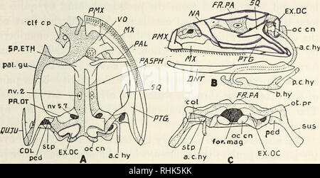 Frosch Skelett Probe im anatomischen Lehrmodell der Acryl Fallanatomie 