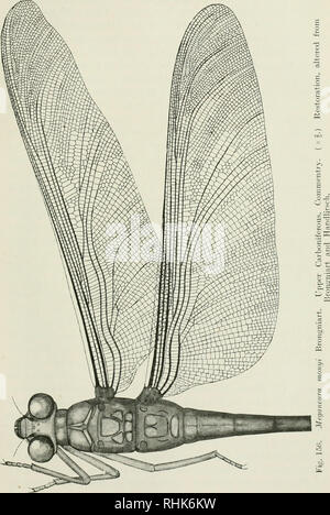 . Die Biologie der Libellen (Odonata oder Paraneuroptera). Drachen - fliegt. xvi] die geologische Aufzeichnung 303. Ein M. Bitte beachten Sie, dass diese Bilder sind von der gescannten Seite Bilder, die digital für die Lesbarkeit verbessert haben mögen - Färbung und Aussehen dieser Abbildungen können nicht perfekt dem Original ähneln. extrahiert. Übersetzung, Robin John, 1881-1937. Cambridge [Eng. ]: University Press Stockfoto