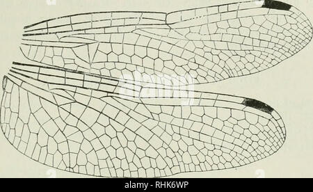 . Die Biologie der Libellen (Odonata oder Paraneuroptera). Drachen-fliegen. XI v] Typ 271. Abb. 132. Flügel des Brachydiplax denticauda Selys,^, Queensland. (Hw. 23 mm.) Original.. Bitte beachten Sie, dass diese Bilder sind von der gescannten Seite Bilder, die digital für die Lesbarkeit verbessert haben mögen - Färbung und Aussehen dieser Abbildungen können nicht perfekt dem Original ähneln. extrahiert. Übersetzung, Robin John, 1881-1937. Cambridge [Eng. ]: University Press Stockfoto