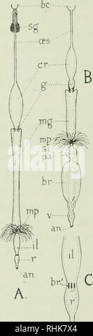 . Die Biologie der Libellen (Odonata oder Paraneuroptera). Drachen-fliegen. Kapitel V DIE NÄHRENDE UND AUSSCHEIDUNGS SYSTEME als Therapeutika und Ausscheidungs-Systeme der Libelle sind eng miteinander verbunden, sowohl morphologisch und physiologisch, wir werden mit Ihnen gemeinsam betreffen, in einem einzigen Kapitel. Der Speiseröhre (Abb. 44). In der Libelle, wie in allen Insekten, die Speiseröhre ist von drei großen Regionen gebildet. Die Ein-terior Dieser {fore-gut) ist als Einstülpung des Ektoderms in der Region des Mundes gebildet. Die Hejice epithehum ist kontinuierlich mit der Hypodermis rund um die mout Stockfoto