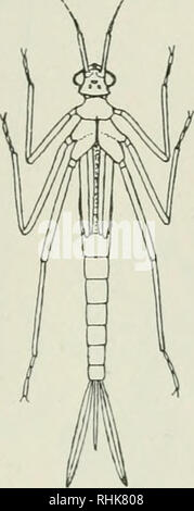 . Die Biologie der Libellen (Odonata oder Paraneuroptera). Drachen-fliegen. IV] die Larve oder NYMPHE 93. Abb. 40. Larven der Calopteri/x virgo Linn. (X IJ.) Original.. Bitte beachten Sie, dass diese Bilder sind von der gescannten Seite Bilder, die digital für die Lesbarkeit verbessert haben mögen - Färbung und Aussehen dieser Abbildungen können nicht perfekt dem Original ähneln. extrahiert. Übersetzung, Robin John, 1881-1937. Cambridge [Eng. ]: University Press Stockfoto