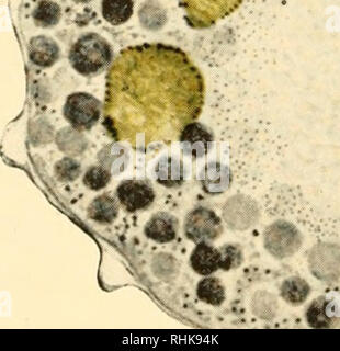 . Die Biologie der Zelle Oberfläche. Zytologie. Abb. 37. âEgg von Nereis mit ersten Reifung Spindel in der Mitte der Zelle als Effekt der ultra-violetten Strahlung. 0#. Â¦â"¢^-4 $ ^ â ¢^â ¢'^#^1 Â Â Â Â Â Â Â Â Â Â Â Â¦ â¢/Hi..'';*?^ ti^ Abb. 38. âIrradiated Ei von Nereis mit nuklearen Division ohne Extrusion von Polar. 342. Bitte beachten Sie, dass diese Bilder sind von der gescannten Seite Bilder, die digital für die Lesbarkeit verbessert haben mögen - Färbung und Aussehen dieser Abbildungen können nicht perfekt dem Original ähneln. extrahiert. Nur, Ernest Everett, 1883-1941. Philadel Stockfoto