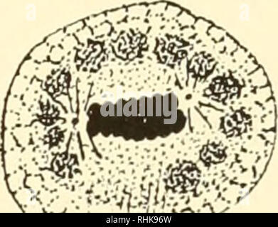 . Die Biologie der Zelle Oberfläche. Zytologie. a b c Abb. 34. âCell-Division, lebenden Zellen von Triton (nach Peremeschko). Hinweis Änderungen des Ektoplasmas. in Bezug auf diese Bauteile. Darüber hinaus waren wir die erste Spaltung-Bühne in anderen Eiern vergleichen mit dem im Seeigel" haben wir keine strenge Korrelation der Erscheinung der Spaltung - Furche mit entweder die Phase der Mitose oder die Größe des centrosphere - Aster komplexe finden sollten. Wenn das Ei von Ascaris^ Beispielsweise teilt, die Chromosomen in frühen Telophase sind noch stark gefärbt; nicht so ausgeprägt wie in centrospheres Seeigel" e Stockfoto