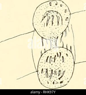 . Die Biologie der Zelle Oberfläche. Zytologie. CELL DIVISION Mangel Zentrosomen, wie wir im Kapitel über die Befruchtung gesehen haben - Prozess, andere Eier, in der Tat die meisten Tier Eier, Sie besitzen. Der Grund für diesen Unterschied ist hier nicht der Punkt. Der Unterschied existiert und seine Existenz warnt uns vorsichtig in Zeichnung zu endgültigen Schlussfolgerungen und dogmatisch zu sein. Bitte beachten Sie, dass diese Bilder sind von der gescannten Seite Bilder, die digital für die Lesbarkeit verbessert haben mögen - Färbung und Aussehen dieser Abbildungen können nicht perfekt dem Original ähneln. extrahiert. Nur, Ernest Everett, 1883 Stockfoto