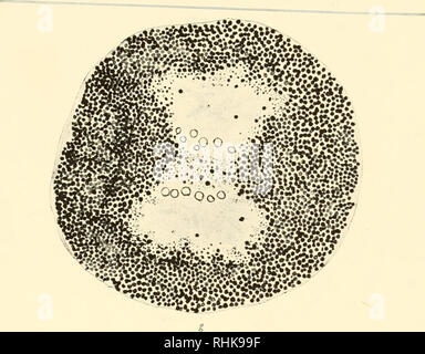 . Die Biologie der Zelle Oberfläche. Zytologie. CELL-Division. .^ Jt ^. V^s^i-W "V%" "t^-.. • -H'-1. - 4. •. * • V*". • •. • • • • Abb. 33.- für Decriptive Legende finden Sie auf Seite 263. 261. Bitte beachten Sie, dass diese Bilder sind von der gescannten Seite Bilder, die digital für die Lesbarkeit verbessert haben mögen - Färbung und Aussehen dieser Abbildungen können nicht perfekt dem Original ähneln. extrahiert. Nur, Ernest Everett, 1883-1941. Philadelphia, S. Blakiston's Sohn &Amp; Co., Inc. Stockfoto