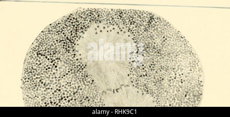 . Die Biologie der Zelle Oberfläche. Zytologie. CELL-Division. Bitte beachten Sie, dass diese Bilder sind von der gescannten Seite Bilder, die digital für die Lesbarkeit verbessert haben mögen - Färbung und Aussehen dieser Abbildungen können nicht perfekt dem Original ähneln. extrahiert. Nur, Ernest Everett, 1883-1941. Philadelphia, S. Blakiston's Sohn &Amp; Co., Inc. Stockfoto