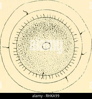 . Die Biologie der Zelle Oberfläche. Zytologie. Die BIOLOGIE DER ZELLE OBERFLÄCHE Plasma-Layer, obwohl es oft beschrieben wurde^ (Abb. lo) Nie, wie wir im Kapitel über die Zelle sehen wird - Division, ordnungsgemäß durch diejenigen, die sie beobachtet haben, und von denen, die auf der Grundlage von Experimenten auf Sie haben in der Regel missverstanden interpretiert werden Theorien über seine Rolle. Für Eier der spröden Seesterne und des Meeres - Gurken, Selenka gute Beschreibungen gegeben hat, weist darauf hin, dass die Layer ist in den Eiern der spröden Seesterne ausgeprägt, weniger in jenen von Seeigeln und mindestens ich Stockfoto