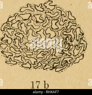 . Biologisches Zentralblatt Math. Biologie. 17 ein Kompositenpappus. Ein Taraxacum Officinale, schematischer Längsschnitt des Pappus-Trägers (p Bewegungspolster, saftig), b Tragopogon 2&gt; ratense, Schnitt in der Rich-tung q-q durch das geschrumpfelte Polster. Polster von tragopogon. Dagegen würde ein gerader Längsschnitt des Polsters von Tragopogon, Available geschrumpfeit ist, trotz-dem keine Faltet zeigen, weil seine Zellen nach der Richtung der Schraffierstriche in Abb. 17a in die Länge gestreckt sind und fast ausschließlich Längsfalten erleiden, sterben Forst mit dem Querschnitt hervortreten. Hir Stockfoto