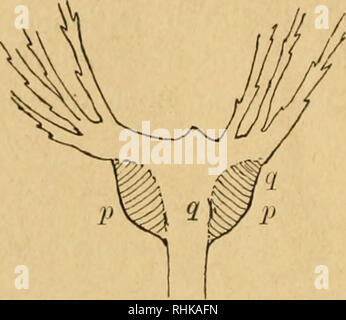 . Biologisches Zentralblatt Math. Biologie. 726 Steinbrinck, Sehrumpfungs-u. Kohäsionsmechanismen von Pflanzen. webe, das durch "ein Schrumpfein sterben ursprünglich aufwärts ge-richteten Haare herabzieht und Strahlig ausbreitet. Derselbe Bau kehrt bei vielen anderen Kompositen wieder, so z . B. beim Wiesen - bocksbart Tragopogon pratense. Abb. 17b unterstützt dabei einen etwa in der Richtung qq von Abb. 17 Ein geführten Schnitt durch das geschrumpfelte Abb. 17.. Bitte beachten Sie, dass diese Bilder aus gescannten Seite Bilder, die digital für die Lesbarkeit verbessert haben mögen - Färbung und appearanc extrahiert werden Stockfoto