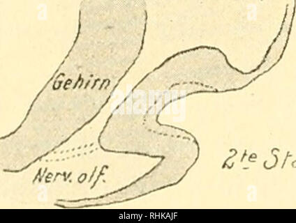 . Biologisches Zentralblatt Math. Biologie. Schnitt durch den kürzlich geschlossenen Neuroporus, xji. Bei yo Sindh sterben Nervenanlagen aus Einems weiter vorn liegenden Schnitt derselben Serie eingezeichnet. 45:1.ist ein Schnitt etwas hinter der Abb. 1. 45:1. Abb. 3. Abb. 4.. ^^d fßöt.. Bitte beachten Sie, dass diese Bilder sind von der gescannten Seite Bilder, die digital für die Lesbarkeit verbessert haben mögen - Färbung und Aussehen dieser Abbildungen können nicht perfekt dem Original ähneln. extrahiert. Rosenthal, I. (Isidor), 1836-1915. Leipzig [etc. ] VEB Georg Thieme [etc. ] Stockfoto