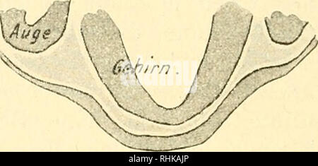 . Biologisches Zentralblatt Math. Biologie. Schnitt durch den kürzlich geschlossenen Neuroporus, xji. Bei yo Sindh sterben Nervenanlagen aus Einems weiter vorn liegenden Schnitt derselben Serie eingezeichnet. 45:1.ist ein Schnitt etwas hinter der Abb. 1. 45:1. Abb. 3. Abb. 4.. Bitte beachten Sie, dass diese Bilder sind von der gescannten Seite Bilder, die digital für die Lesbarkeit verbessert haben mögen - Färbung und Aussehen dieser Abbildungen können nicht perfekt dem Original ähneln. extrahiert. Rosenthal, I. (Isidor), 1836-1915. Leipzig [etc. ] VEB Georg Thieme [etc. ] Stockfoto