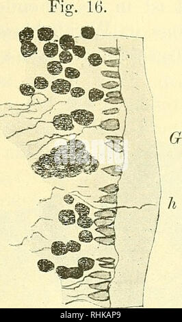 . Biologisches Zentralblatt Math. Biologie. Abb. 16. Längsschnitt durch das Pecten maximus von Bubo. Abb. 15. Bubo Maximus. Längs-Schnitt durch die Brücke des Pecten. Abb. 18. Bitte beachten Sie, dass diese Bilder sind von der gescannten Seite Bilder, die digital für die Lesbarkeit verbessert haben mögen - Färbung und Aussehen dieser Abbildungen können nicht perfekt dem Original ähneln. extrahiert. Rosenthal, I. (Isidor), 1836-1915, hrsg. Leipzig [etc. ] VEB Georg Thieme [etc. ] Stockfoto