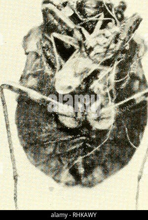 . Die Biologie und Ökologie der Aquatischen und semi-aquatischen Hemiptera. Hemiptera. /. Bitte beachten Sie, dass diese Bilder sind von der gescannten Seite Bilder, die digital für die Lesbarkeit verbessert haben mögen - Färbung und Aussehen dieser Abbildungen können nicht perfekt dem Original ähneln. extrahiert. Hungerford, Herbert Barker, 1883 -. [Lawrence, Kan. Stockfoto