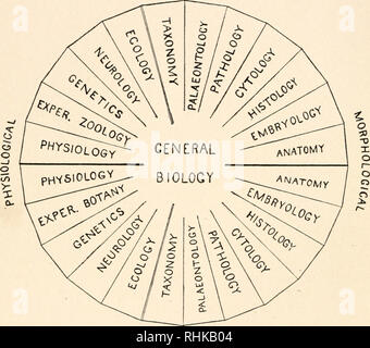 Anatomie der Arterien des menschlichen Körpers - deskriptive und ...
