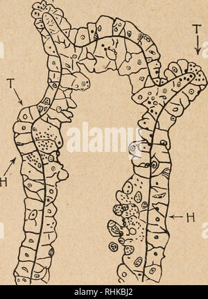 . Biologisches Zentralblatt Math. Biologie. 2 ys V. CTOctsch, Neue Beobachtungen und Versuche eine Hydra. Treten von einer Schicht zur Berlin verhindert. Es zeigte sich nun, dass this Stützlamelle bei solchen Stücken, die Hoden in Reduktion besaßen, die manchen Stellen eine Strecke weit durch-brochen und Krieg aufgelöst; Orig. nur ein^ kleines Stück weit, so daß in schnittserien von 10 Jul 1963 nur einen einzelnen Schnitt sterben Durchbrechung mit aller Deutlichkeit sichtbar Kriege, 5/6 an den vorhergehenden und folgenden Schnitten sterben Lamelle in ununterbrochener Linie verlief - und sterben Nummern-oper Schichten tren Stockfoto