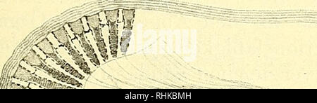 . Biologisches Zentralblatt Math. Biologie. Schnitt durch das Auge von CycloÃ ¤ orippe uncifera aus der Tiefe von 700. Abb. 5.w^jg, 'i' i i'vâ; I&amp; EINE "Es" - râL-.'*'.-^ â'-'/; "Ji". &Lt;]: * l-t • - &Lt;y-Schnitt durch das Auge von CycloÃ ¤ orippe uncifera aus 50 m Tiefe. auÃen von einer sehr dicken Kutikula Ã¼berzogen. Dicke der-selben ist eine sehr auffallende. This Kutikula zeigt in der1) ¤ CycloÃ orippe uncifera wurde von Doederlein in Japan, in der Sagamibai in Tiefen von 300 - 400 m entdeckt. Ort Mann beschrieb sterben Kunst und Charakteri- sierte sie in vollkommen Erkennba Stockfoto