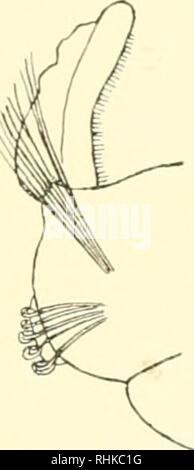 . Biologisch-faunistische Untersuchungen aus dem Öresund. V. Polychaeta. Mit Karte und 18 Textfiguren. . Abb. 10. Pygospio seticornis. a. Vorderende. b. 2. Parapodium (links). c. Der parapodium Kiemenregion. Über F. elegans Clapaeede gegebene Beschreibung. Sterben Tentakelzirren sind kurz, ein einem Exemplar betrugen sie doch ein Drittel der Körperlänge. Die sechs ersten Segmente gürteltaschen nur Haarborsten, sterben hinsichtlich der Form und Verteilung mit S. elegans (Claparede Mesnil 200, S. 178) übereiustimmen. Hakenborsten Aucii sterben, sterben am 8. Borsteu-Segment beginnen, gleichen denen der CLAPA- Stockfoto