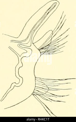 . Biologisch-faunistische Untersuchungen aus dem Öresund. V. Polychaeta. Mit Karte und 18 Textfiguren. . Bitte beachten Sie, dass diese Bilder sind von der gescannten Seite Bilder, die digital für die Lesbarkeit verbessert haben mögen - Färbung und Aussehen dieser Abbildungen können nicht perfekt dem Original ähneln. extrahiert. Eliason, Anders. Lund, C. W. K. Gleerup; Leipzig, Otto Harrassowitz Stockfoto