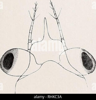 . Biologisch-faunistische Untersuchungen aus dem Öresund. Abb. 5.. Bitte beachten Sie, dass diese Bilder sind von der gescannten Seite Bilder, die digital für die Lesbarkeit verbessert haben mögen - Färbung und Aussehen dieser Abbildungen können nicht perfekt dem Original ähneln. extrahiert. Ider, Wilhelm, 1888 -. Lund, C. W. K. Gleerup; Leipzig, Otto Harrassowitz Stockfoto