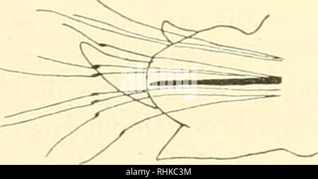 . Biologisch-faunistische Untersuchungen aus dem Öresund. V. Polychaeta. Mit Karte und 18 Textfiguren. . - Ssioloijisch fiuiiustisclie Uiiteisuclunigeii aus dein Öiesund dl Von of this Ou weit verbreiteten Kunst ist im Öresmul mit angrenzenden Meeresgebieten nur ein einziges Individuum früher gefunden worden (Akwidsson 10, S. 16). Mir vorliegenden Exemplare sind seiir Iclein Sterben, das unsere nur 20 mm lang, mit 63 Borstensegmenteii. Glycera lapiduDi sclieint hauptsächlicli im nördlichsten Öresund vorzukommen, wird sie nur in der Region hypobathen gefunden ist. Ein kleines Exemplar wurde doch ich Stockfoto