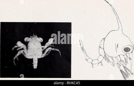 . Biologisch-faunistische Untersuchungen aus dem Öresund. . Abb. 1. Abb. 3. Abb. 2.. Bitte beachten Sie, dass diese Bilder sind von der gescannten Seite Bilder, die digital für die Lesbarkeit verbessert haben mögen - Färbung und Aussehen dieser Abbildungen können nicht perfekt dem Original ähneln. extrahiert. Ider, Wilhelm, 1888 -. Lund, C. W. K. Gleerup; Leipzig, Otto Harrassowitz Stockfoto