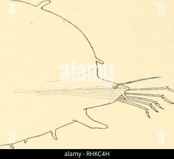. Biologisch-faunistische Untersuchungen aus dem Öresund. V. Polychaeta. Mit Karte und 18 Textfiguren. . Abb. 4. Sphmrosißlis tetrali. r. Vorderende von Ihr Browser kann leider keine eingebetteten Frames anzeigen. rarnpodiiim des Mittelkörper. s von vorn ges-ELIEN.. Bitte beachten Sie, dass diese Bilder sind von der gescannten Seite Bilder, die digital für die Lesbarkeit verbessert haben mögen - Färbung und Aussehen dieser Abbildungen können nicht perfekt dem Original ähneln. extrahiert. Eliason, Anders. Lund, C. W. K. Gleerup; Leipzig, Otto Harrassowitz Stockfoto
