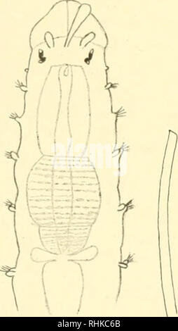 . Biologisch-faunistische Untersuchungen aus dem Öresund. V. Polychaeta. Mit Karte und 18 Textfiguren. Biologiscli-faunistische ünteisiiclinngen ans dem Öiesum] ICH HABE ICH eine zwei Spitzige, einfaciie Borste abgebildet (Taf. 32, Abb. 25 e) 5/6 Sterben ein-faclien Borsten meiner Exemplare schräg abgeschnitten sind (Abb. 1b). Vcrhicitiiiig: Mittelmeer (41); Madeira? (140); Ö Nordamerika? (324). Eine boreale niid atlantiscli - mediterrane Kunst Exogone gemmifera Pagenstecher. (?) Exogoiic f/e" imifern Pagenstecher (244, S. 367? Fersleinii Clapaeede exoffoue Kt" (9, S. 42). Pfedophyhix cluviger Clapa Stockfoto
