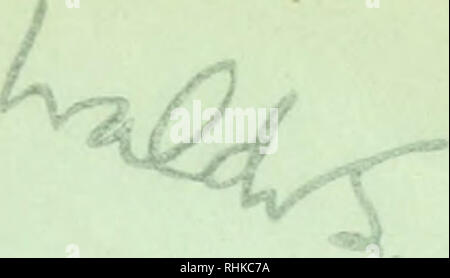 . Biologisch-faunistische Untersuchungen aus dem Öresund. V. Polychaeta. Mit Karte und 18 Textfiguren. 7?^. Bitte beachten Sie, dass diese Bilder sind von der gescannten Seite Bilder, die digital für die Lesbarkeit verbessert haben mögen - Färbung und Aussehen dieser Abbildungen können nicht perfekt dem Original ähneln. extrahiert. Eliason, Anders. Lund, C. W. K. Gleerup; Leipzig, Otto Harrassowitz Stockfoto