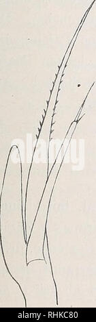 . Biologisch-faunistische Untersuchungen aus dem Öresund. Biologisch-taunistische Untersuchungen aus dem öresund 25 Fortsatzes. Der Exopodit der ersten und zweiten zweiglie Maxillarfüsse ist deutlich - Derig und mit 10 gefiederten Haaren versehen. Bauch hat sich ziemlich verändert. Nur das Segment 2 trägt dorsale Haken. Ausgezogene Spitze des Segmente 3 erreicht */ "vom folgenden Segment sterben, dessen Spitze etwa Vs vom folgenden erreicht. Segment 5 nur mit einem schwachen spät-ralen Zahn. Segment 6 deutlich vom Telson geschieden. Pleopoden klein, länglich, am kleinsten beim sechsten Segment. Stockfoto