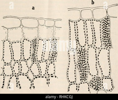 . Biologisches Zentralblatt Math. Biologie. Abb. 6. Schnitt durch eiu Blatt einer rein grünen Pflanze (b) und einer Periclinal-Chimäre mit zwei Zellschichten dei weißen Sippe außen (a). Nummern-oper Rechtecke sind in Abb. sterben. 7 stärker vergrößert wiedergegeben.. Abb. 7. Vergrößerte Wiedergabe der Nummern-oper Rechtecke in Abb. 6. Chromatophoren in den Zellen, welche der grünen Sippe angehören, mit Schwarz dargestellt. Chro-matophoren der Zellen der weißen Sippe farblos, mit punktierter Kontur gezeichnet. DieSexiialzellenstammen, wieobenge. sagt, entwickelungsgeschicht-lich immer von Zellen der zweitäußersten Z Stockfoto