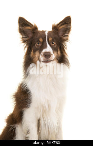 Portrait von Miniatur amerikanischen Schäferhund an der Kamera auf einem weißen Hintergrund suchen Stockfoto