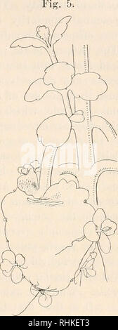 . Biologisches Zentralblatt Math. Biologie. Goebel, Ueber die Regeneration im Pflanzenreich. B 97 Grundlage des Blattes durchschneidet (vergl. Abb. 5), der Schnitt braucht nicht so breit zu sein, wie in der Abbildung. Nach wenigen Tagen trieben einen derartigen Blättern sterben Knospen aus, die Blätter selbst bleiben frisch und am Stamm. Sie waren, wurde Haut- und Grund-Gewebe betrifft, mit letzterem noch in ausgedehntem Zusammenhang. Sterben Hauptunterbrechung fand statt im Leitbündelgewebe. Man kann dasselbe Resultat übrigens auch Referenzen durch Anbringung tiefer gehender Ver-letzungen am Blattstiel. Dagegen Krieg durch Stockfoto