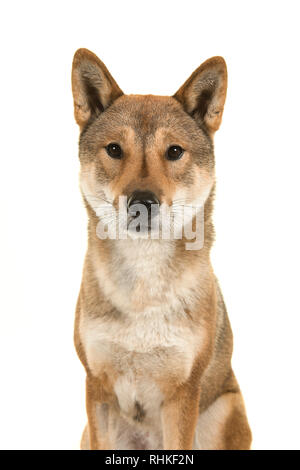 Porträt einer Shikoku Hund eine japanische Rasse an der Kamera auf einem weißen Hintergrund suchen Stockfoto