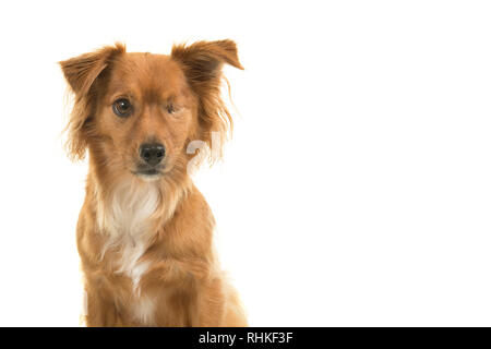 Porträt einer ziemlich gemischte Rasse Behinderte ein gemusterte Hund auf weißem Hintergrund Stockfoto