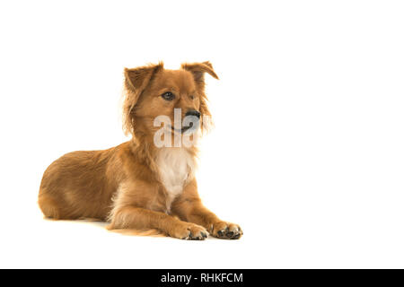 Ziemlich gemischte Rasse Behinderte ein gemusterte Hund liegend auf der rechten Seite auf weißem Hintergrund suchen Stockfoto