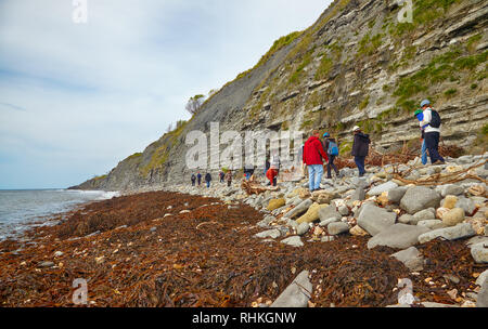 LYME REGIS, ENGLAND - Mai 12, 2009: Die Fossilien Jäger auf der Suche nach den Söhnen Ammon, und nautiluses ichthyosaurs Knochen an der Küste von Monmouth Beac Stockfoto