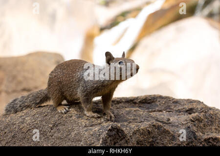 Eichhörnchen im Yosemite National Park, Kalifornien, USA Stockfoto