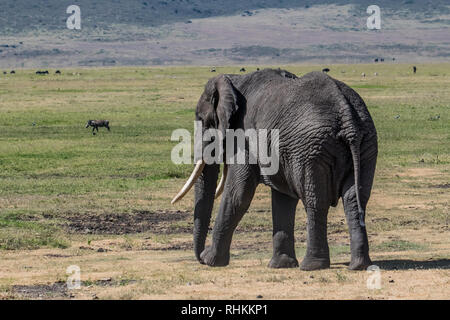 Afrikanischer Elefant Spaziergänge in der Savanne Stockfoto