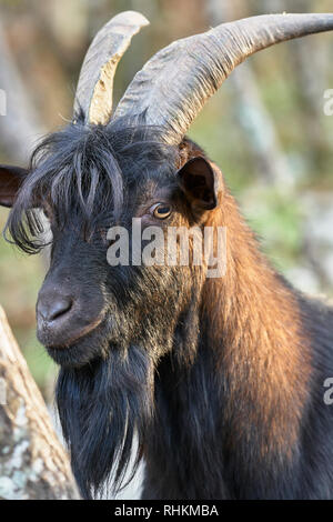 Billy Goat im Wald Oben Bohinj, Ribcev Laz, Gorenjska, Slowenien Stockfoto