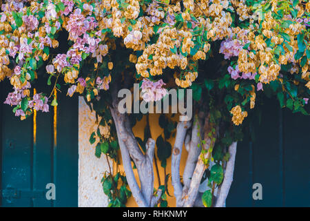 Schönen Baum mit Gelb, Pink, Lila, goldenen Blüten in der Mitte von zwei grüne Tür Zugängen der alten, traditionellen Gebäude in Belem, Lissabon Stockfoto