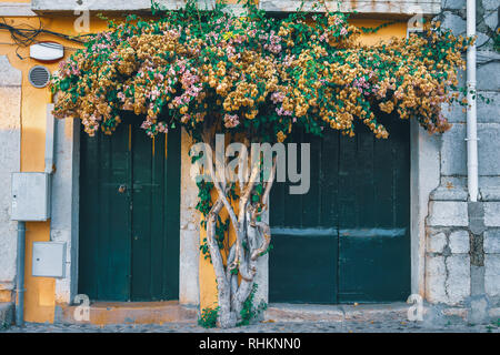 Schönen Baum mit Gelb, Pink, Lila, goldenen Blüten in der Mitte von zwei grüne Tür Zugängen der alten, traditionellen Gebäude in Belem, Lissabon Stockfoto