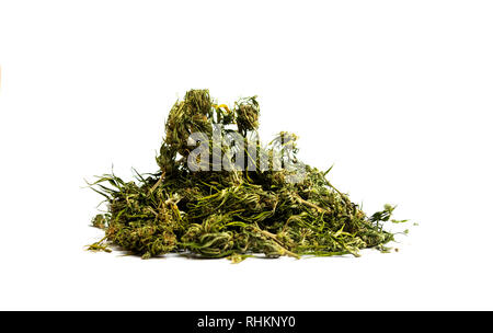 Marihuana Cannabis hanf Blüten auf weißem Hintergrund Stockfoto